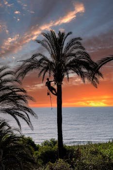 Silhouette of a man climbing a palm tree at dramatic sunset, Guardamar beach. For the page Rock Climbing in Spain